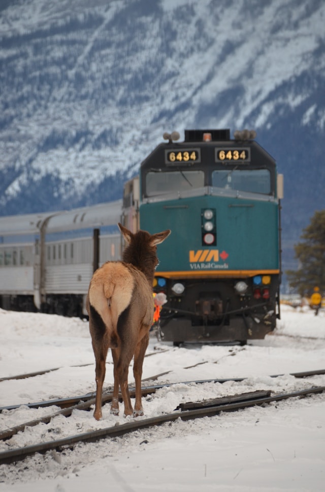 VIA Rail network image